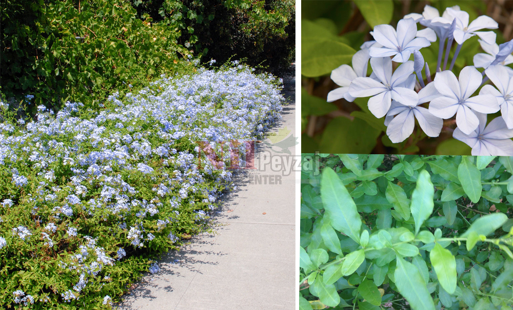 Plumbago copensis/Mavi Yasemin