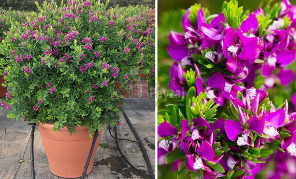 Polygala myrtifolia/Bezelye Çiçeği