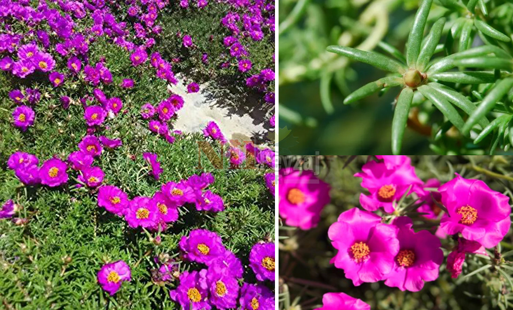Portulaca grandiflora/İpek Çiçeği
