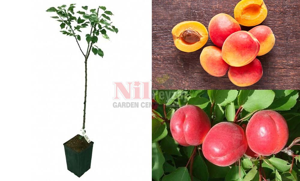 Prunus armeniaca/Kayısı Perfect Red