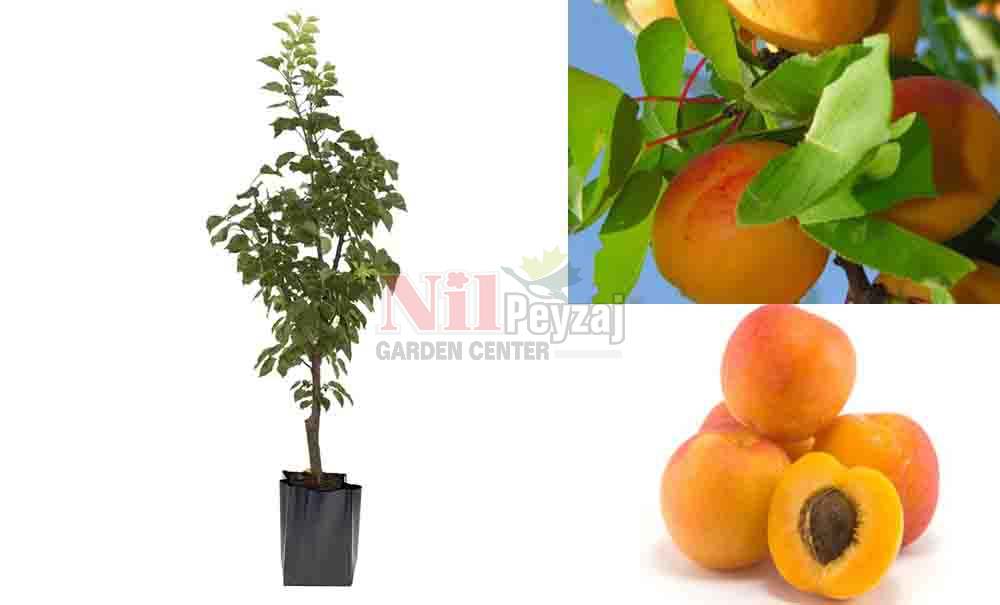 Prunus armeniaca/Kayısı Roksana