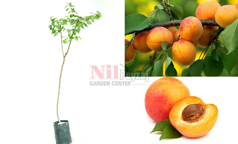 Prunus armeniaca/Kayısı Şekerpare