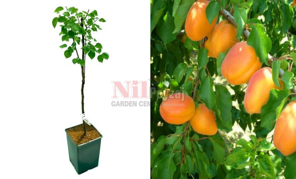 Prunus armeniaca/Kayısı Vitolla