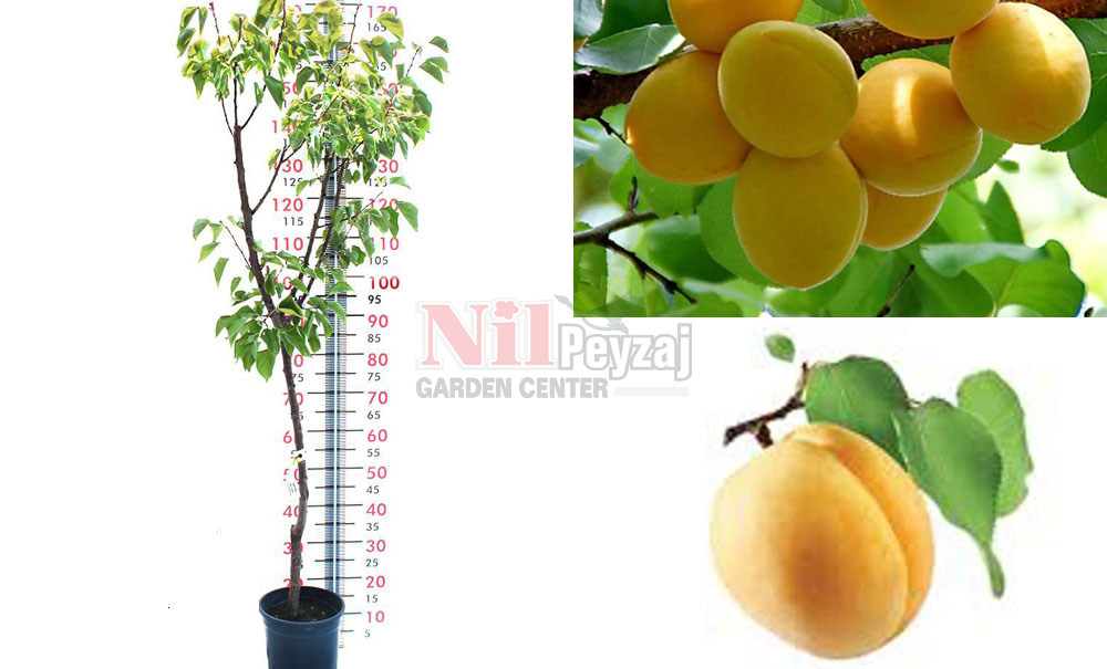 Prunus armeniaca/Kayısı ığdır