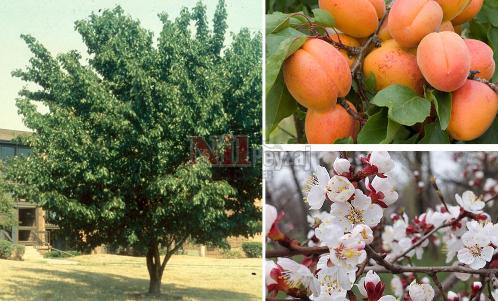 Prunus armeniaca/Kayısı