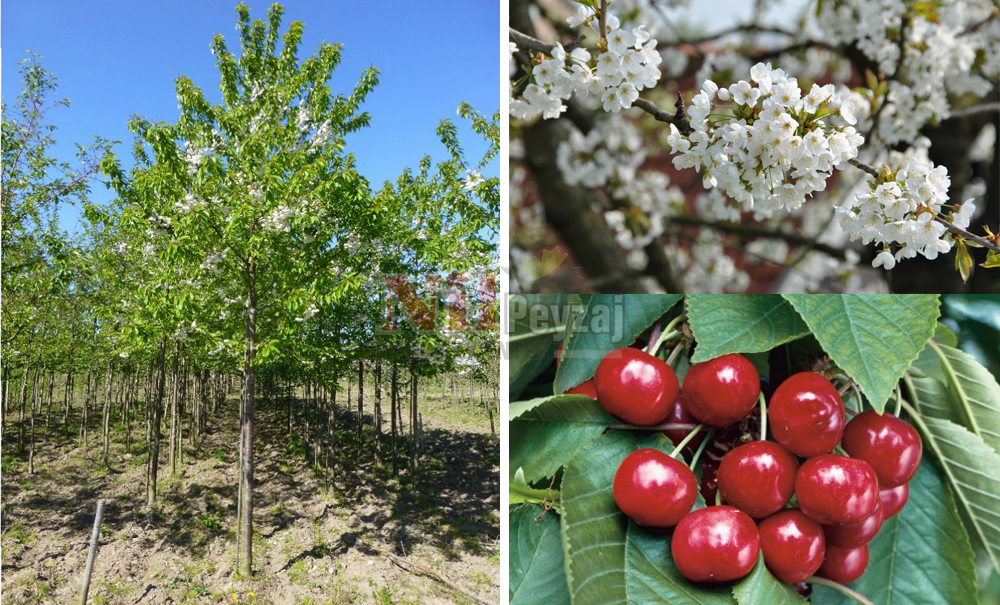 Prunus avium/Kiraz