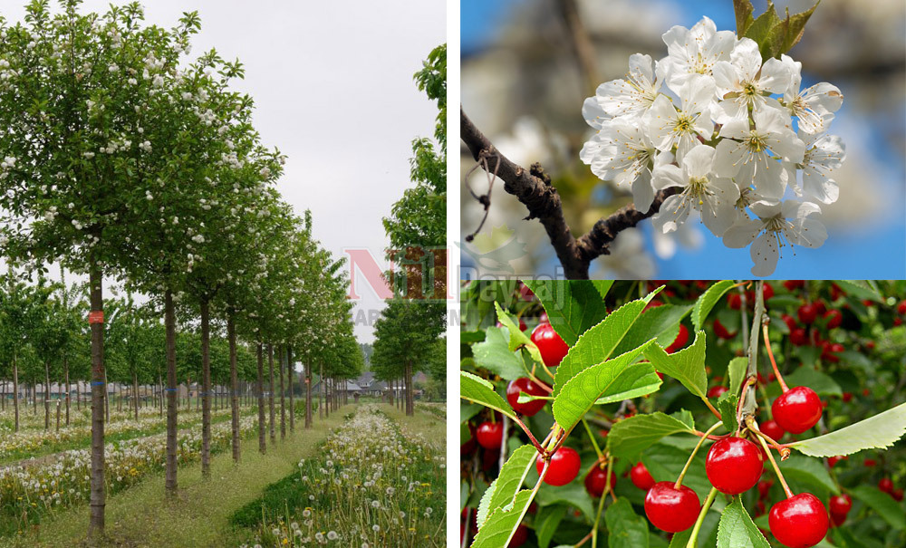 Prunus cerasus/Vişne