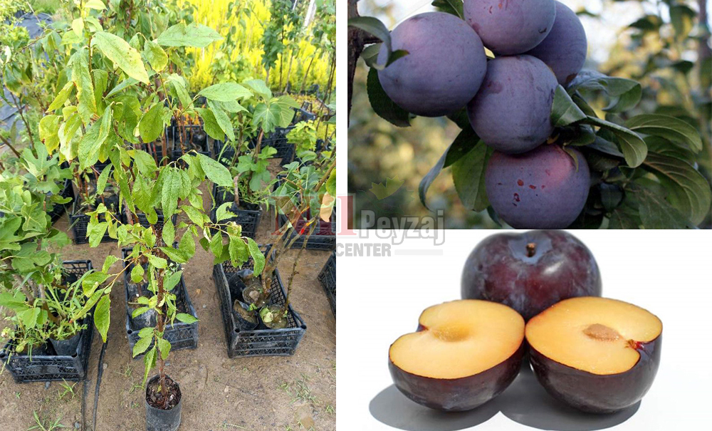 Prunus domestica/Erik Angeleno