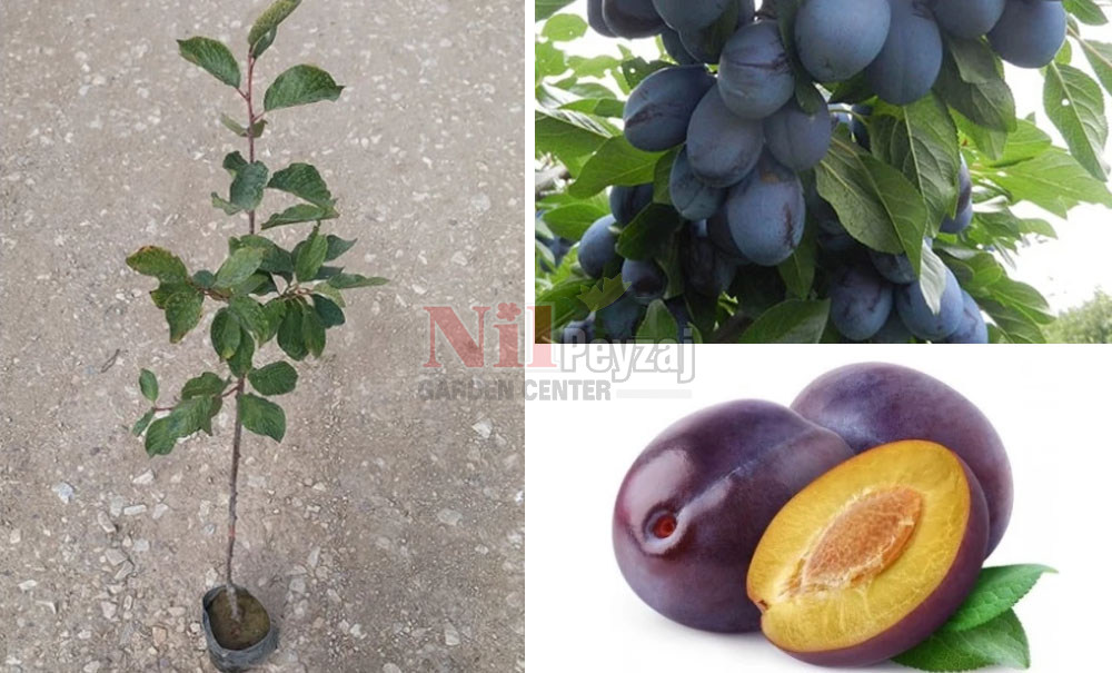 Prunus domestica/Erik Briton