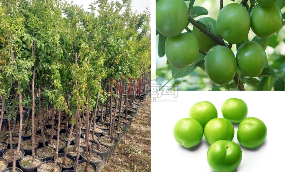 Prunus domestica/Erik Can