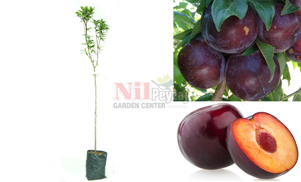 Prunus domestica/Erik Diamond