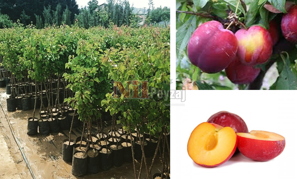 Prunus domestica/Erik Fortuna