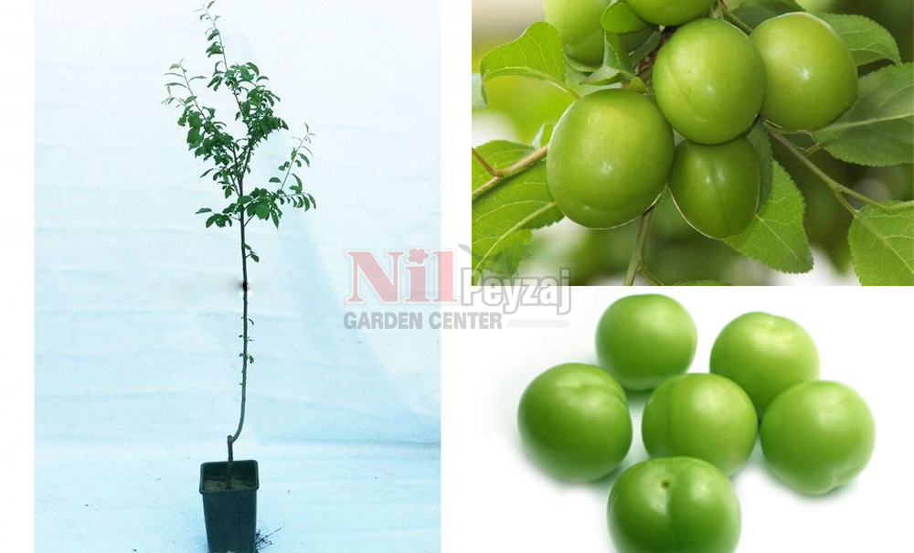 Prunus domestica/Erik Güz Papaz