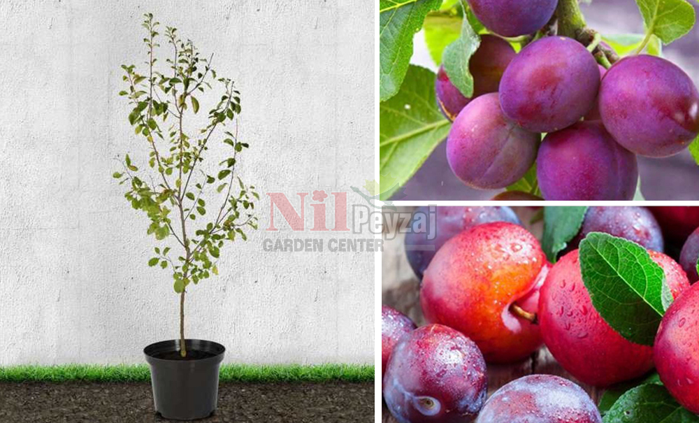 Prunus domestica/Erik İtalyan