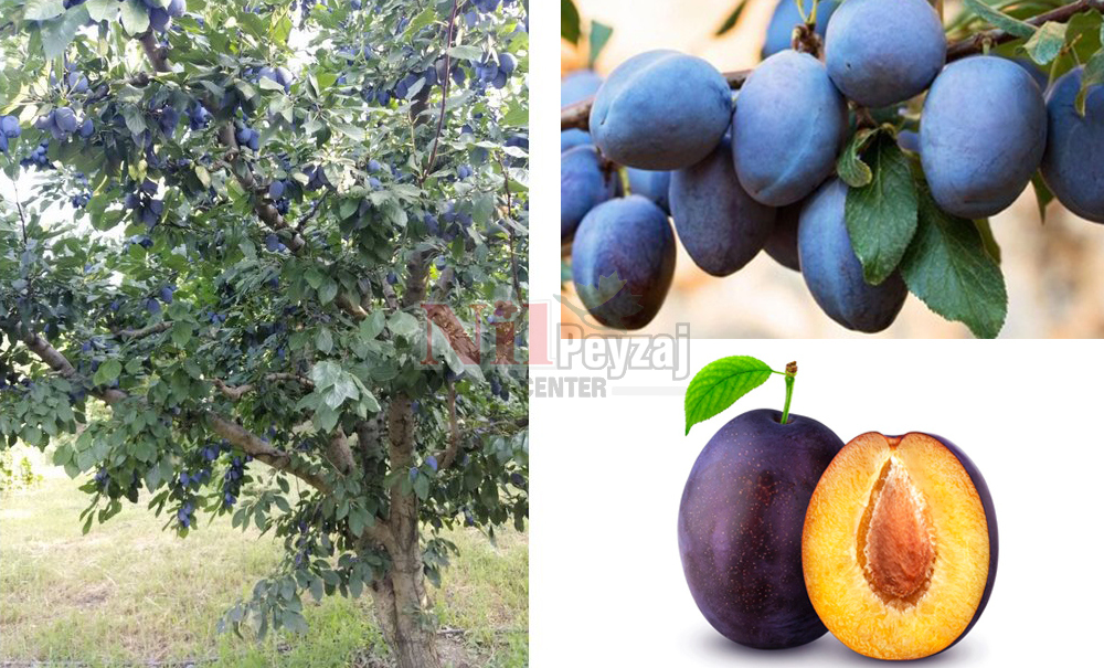 Prunus domestica/Erik Mürdüm