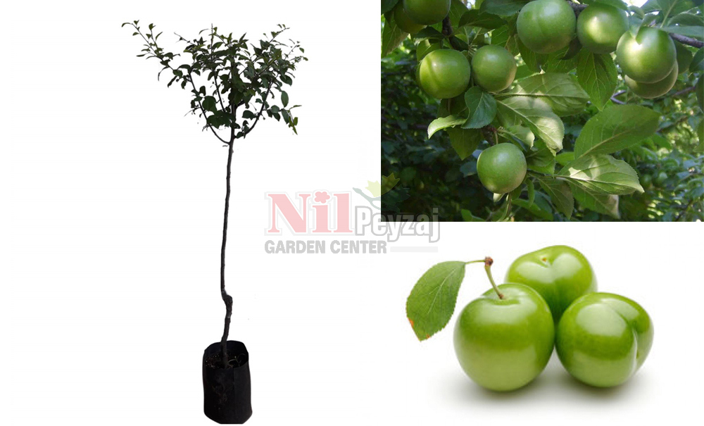 Prunus domestica/Erik Papaz