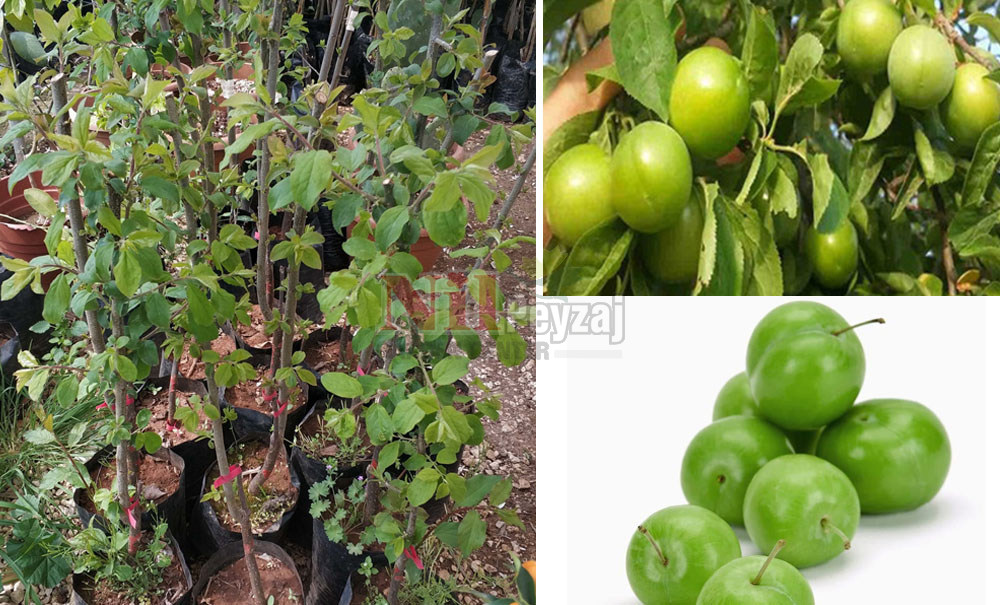 Prunus domestica/Erik Bodur