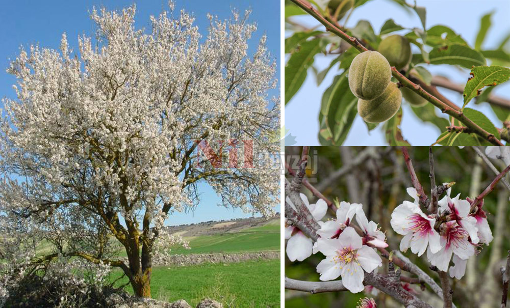 Prunus dulcis/Badem
