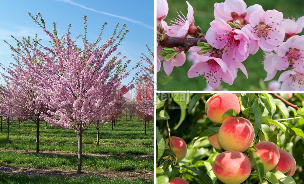 Prunus persica	Şeftali
