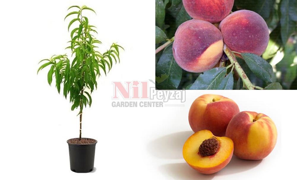 Prunus persica/Şeftali Crestheavan