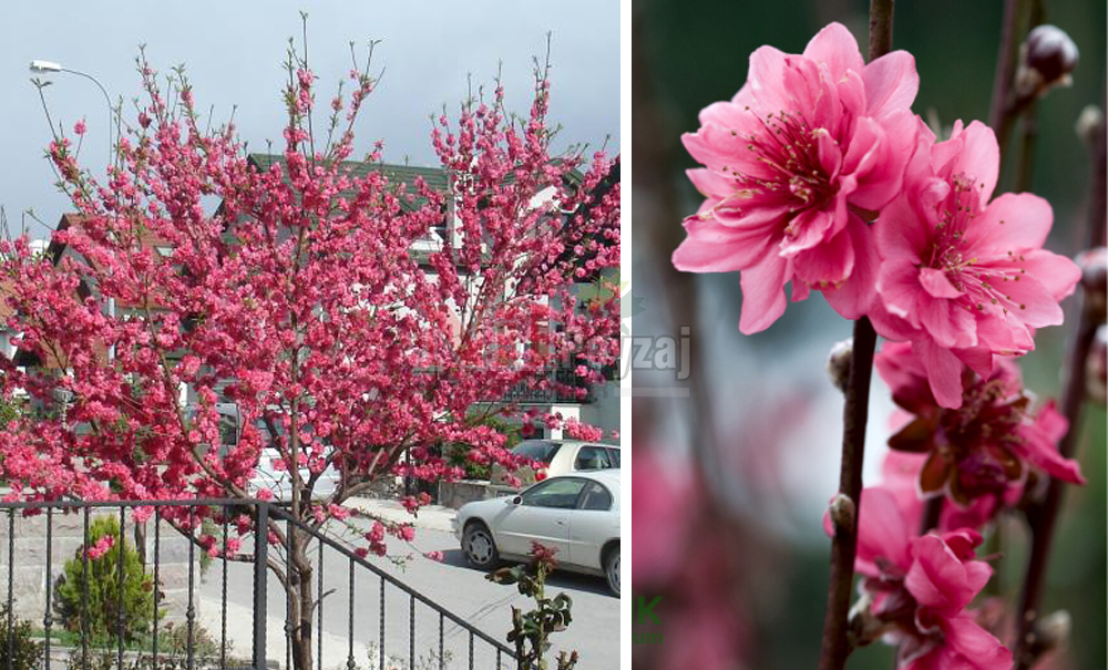 Prunus persica/Süs Şeftalisi