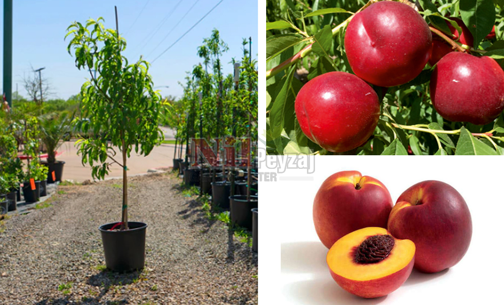 Prunus persica var. nucipersica/Nektarin