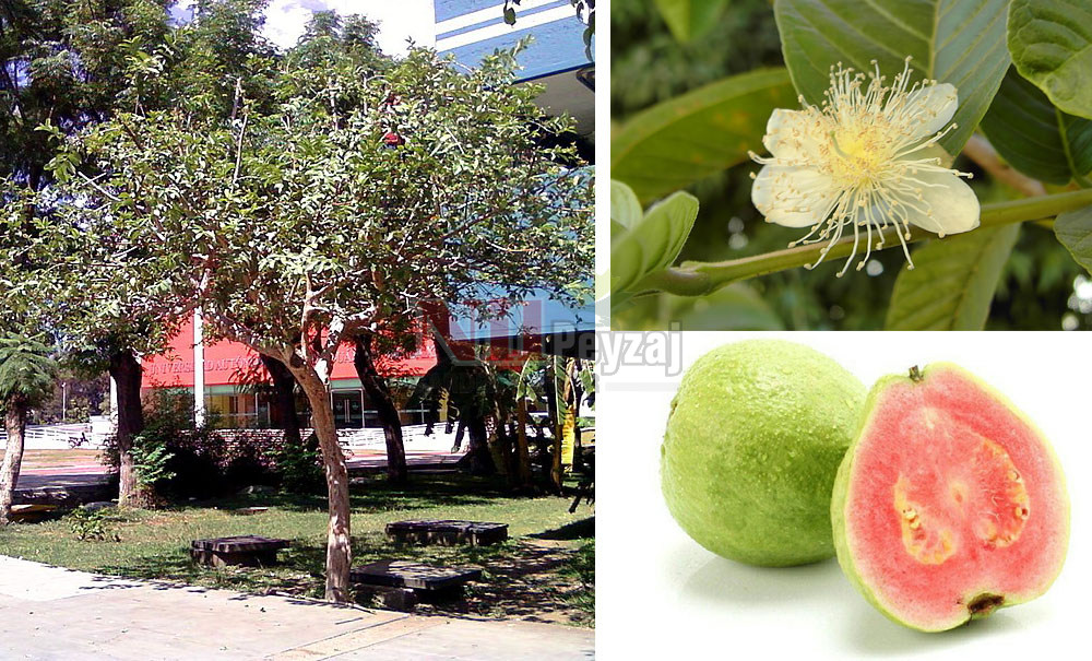Psidium guajava/Elma Guava TİJ