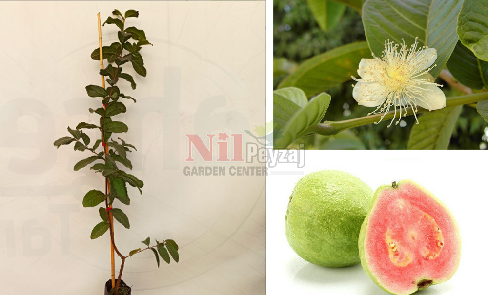 Psidium guajava/Elma Guava