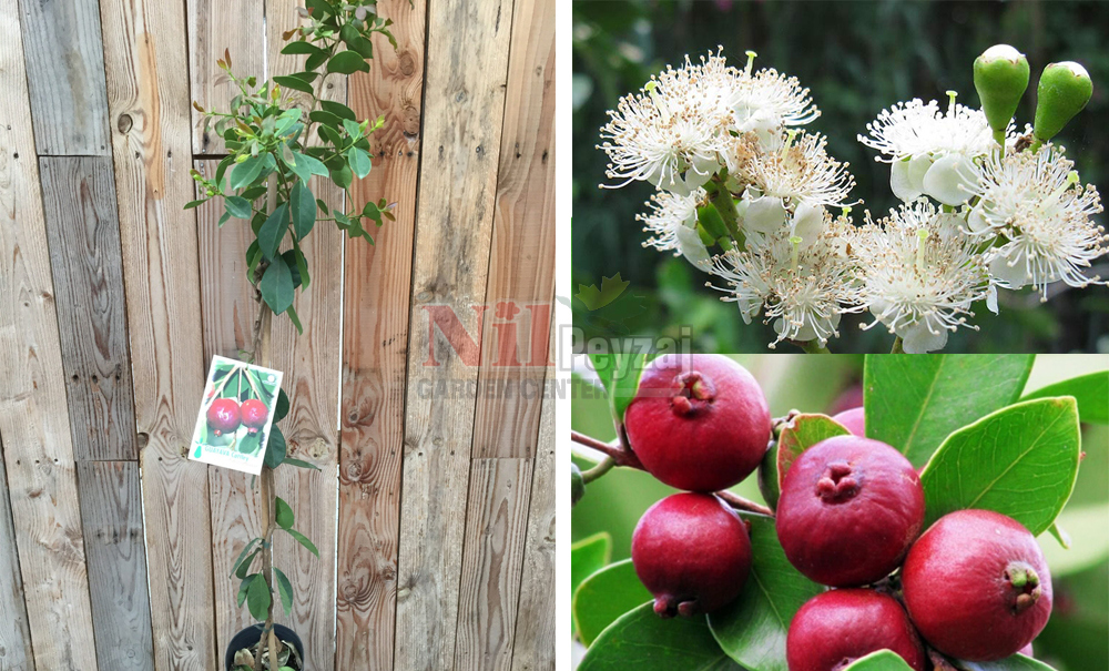 Psidium littorale/Çilek Guava
