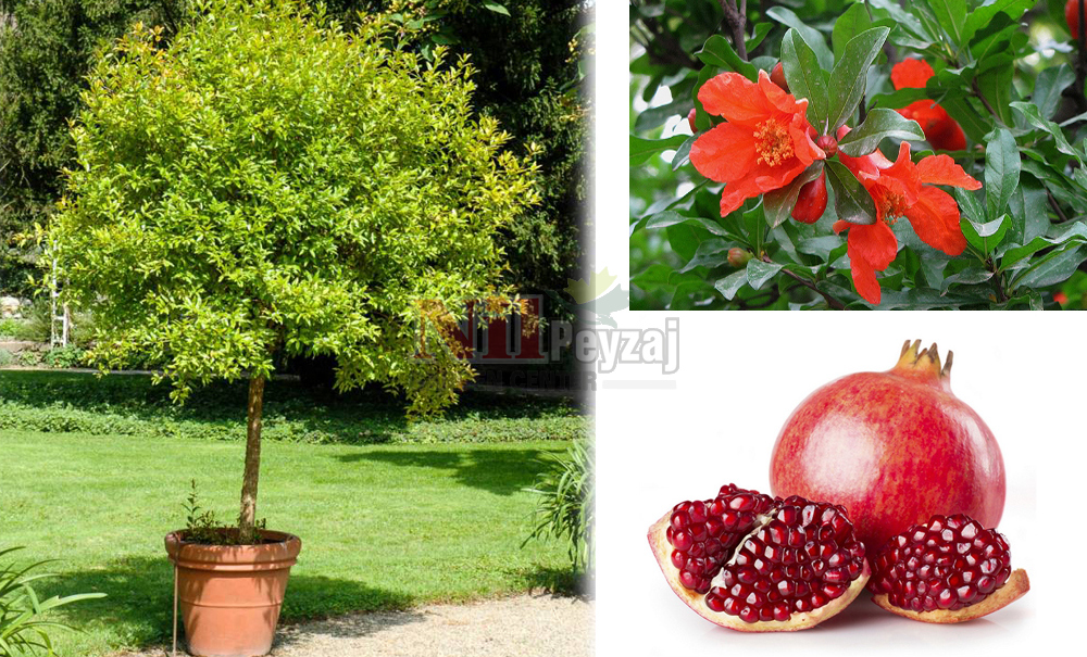 Punica granatum/Nar-Tijli