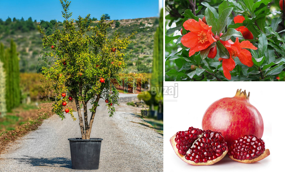 Punica granatum/Nar