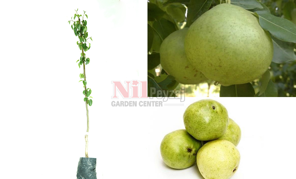 Pyrus communis/Armut Ankara