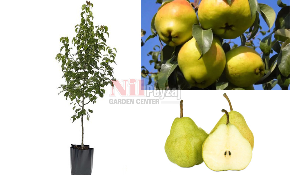 Pyrus communis/Armut Deveci