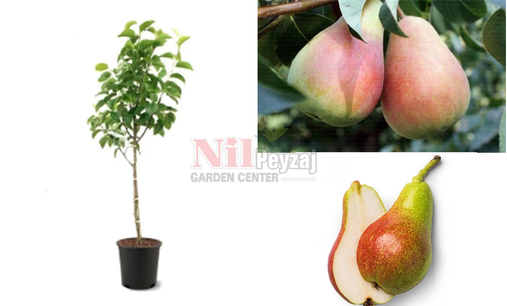 Pyrus communis/Armut Etruşka