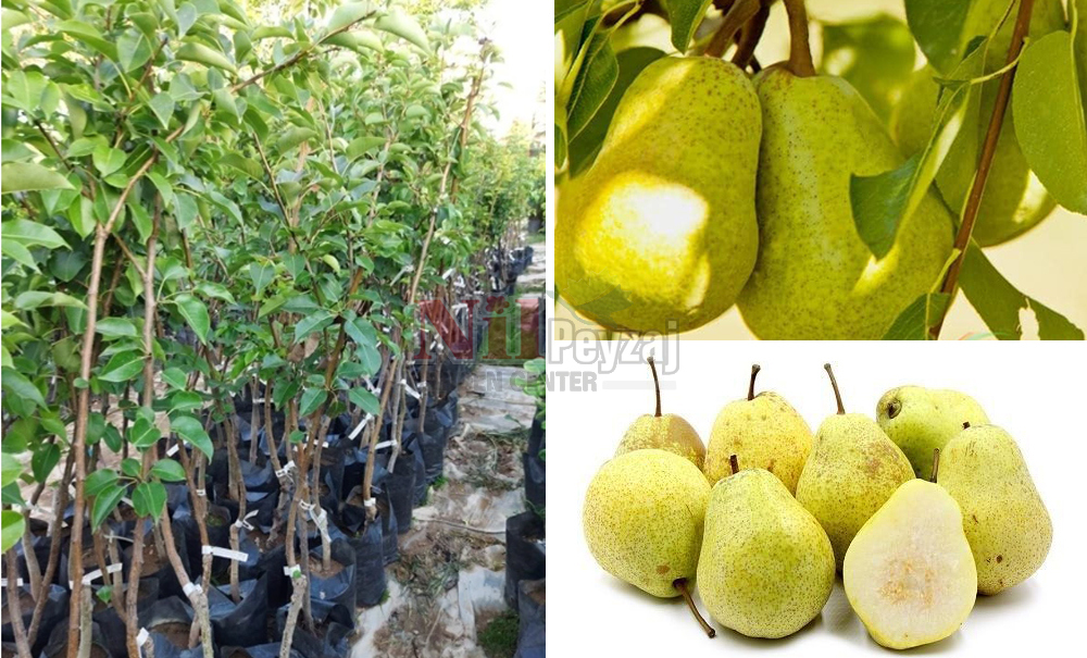 Pyrus communis/Armut Margarit