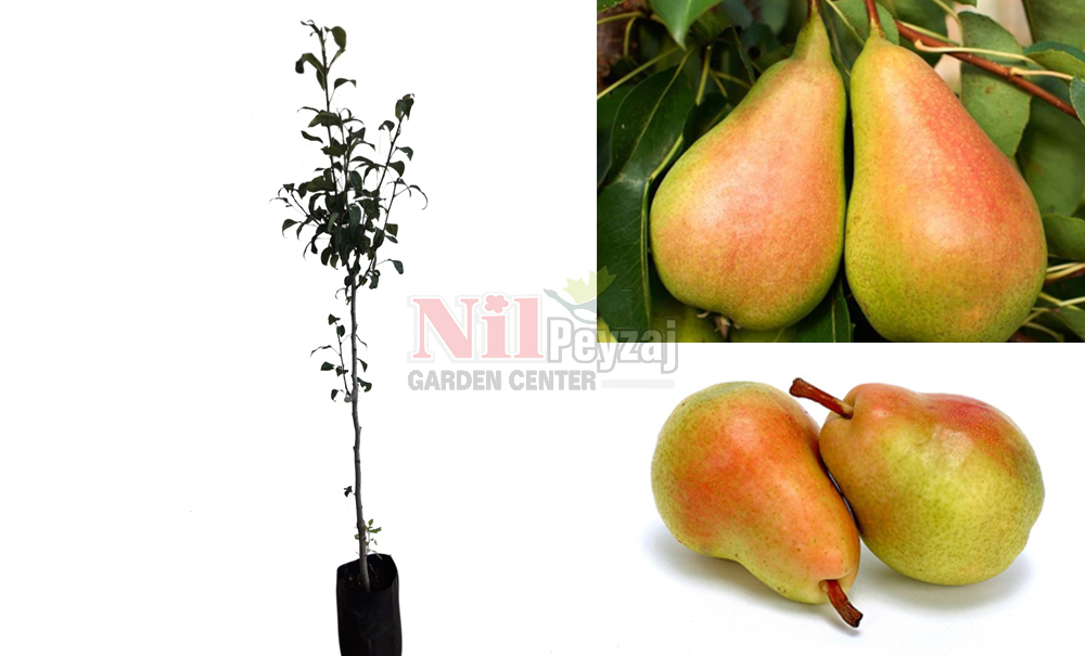 Pyrus communis/Armut Santa Maria