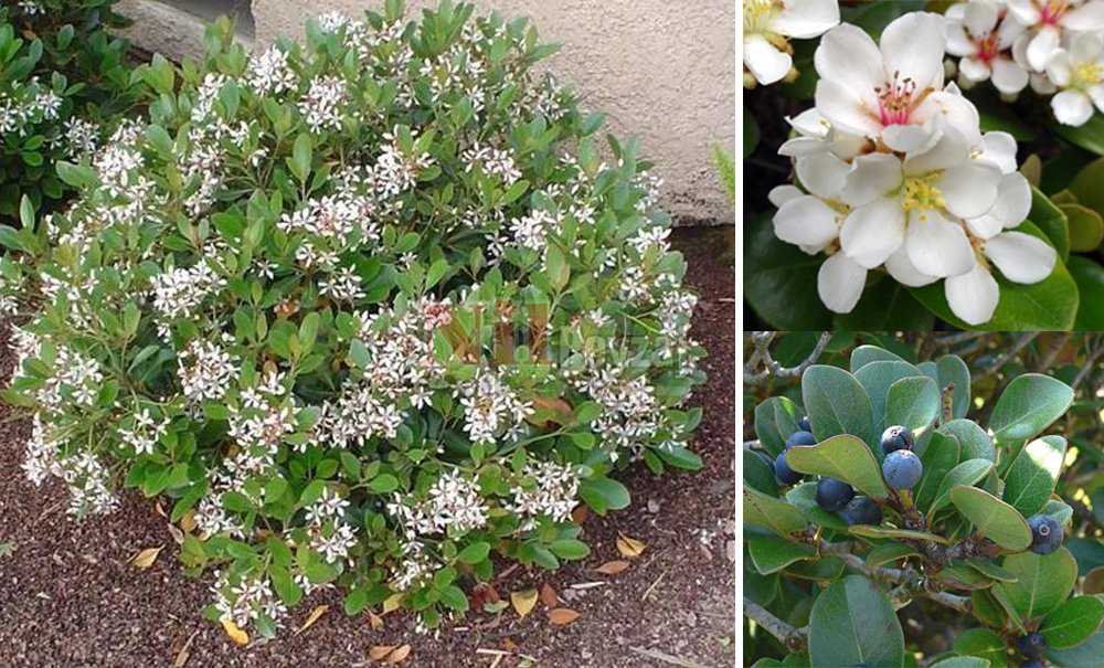 Rhaphiolepis indica/Hint Alıcı