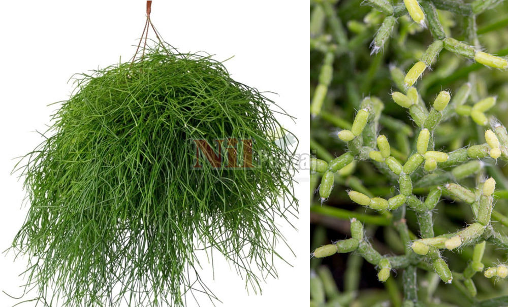 Rhipsalis capilliformis care