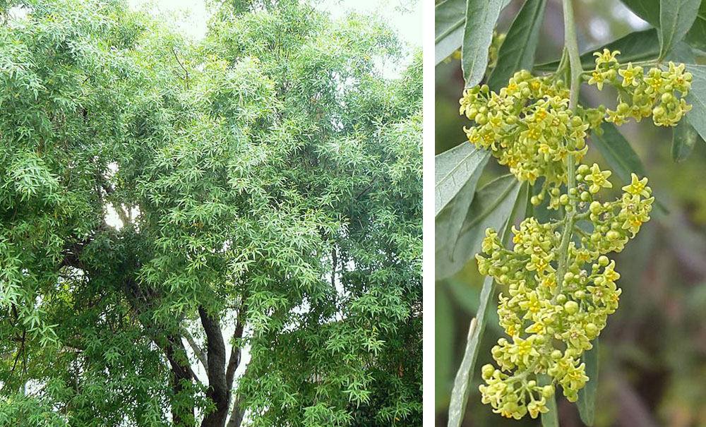 Rhus pendulina (searsia)/Güney Afrikadan Yaprak Dökmeyen