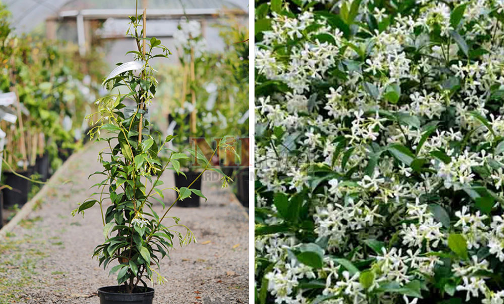 Rhyncospermum asiaticum/Mini Yıldız Çiçekli (Osmanlı) Yasemin