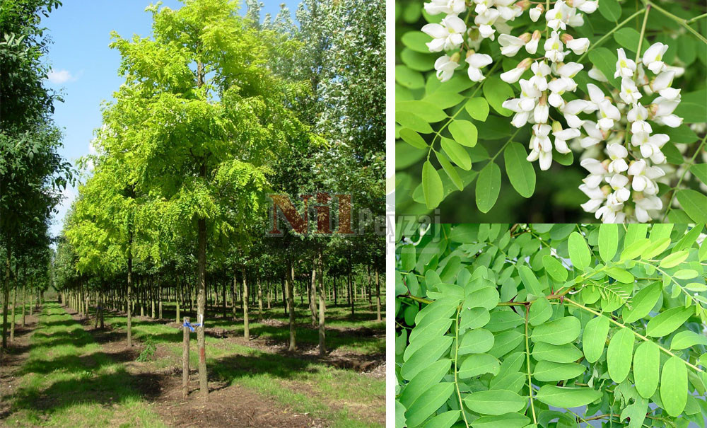 Robinia pseudoacacia/Yalancı Akasya