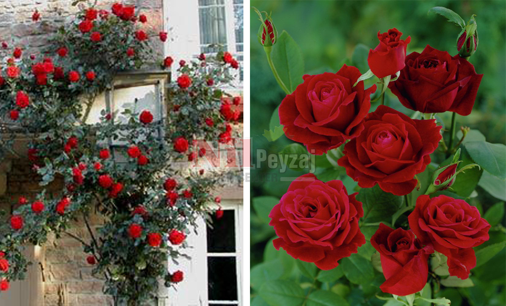 Rosa ‘Papa Meilland’/Meilland Gül	SARMAŞIKLAR