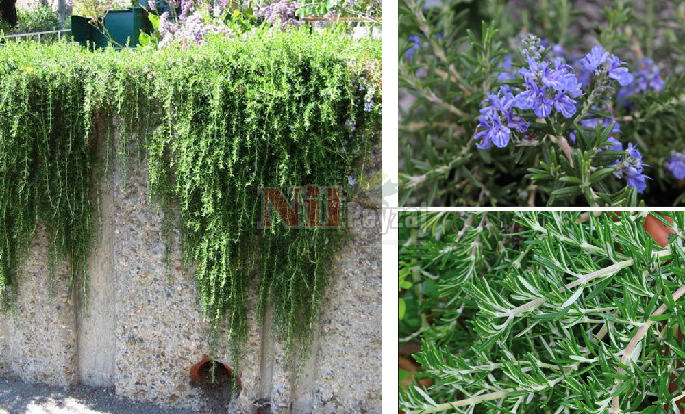 Rosmarinus officinalis Riviera/Biberiye