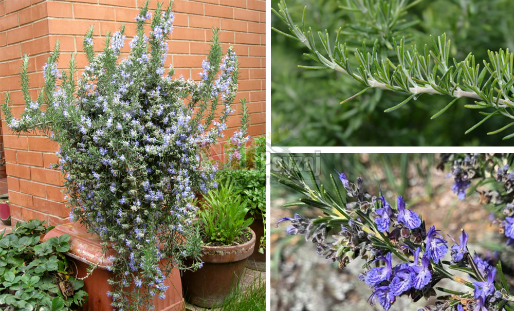 Rosmarinus officinalis prostratus/Sarkıcı Biberiye