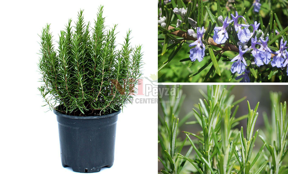 Rosmarinus officinalis/Biberiye