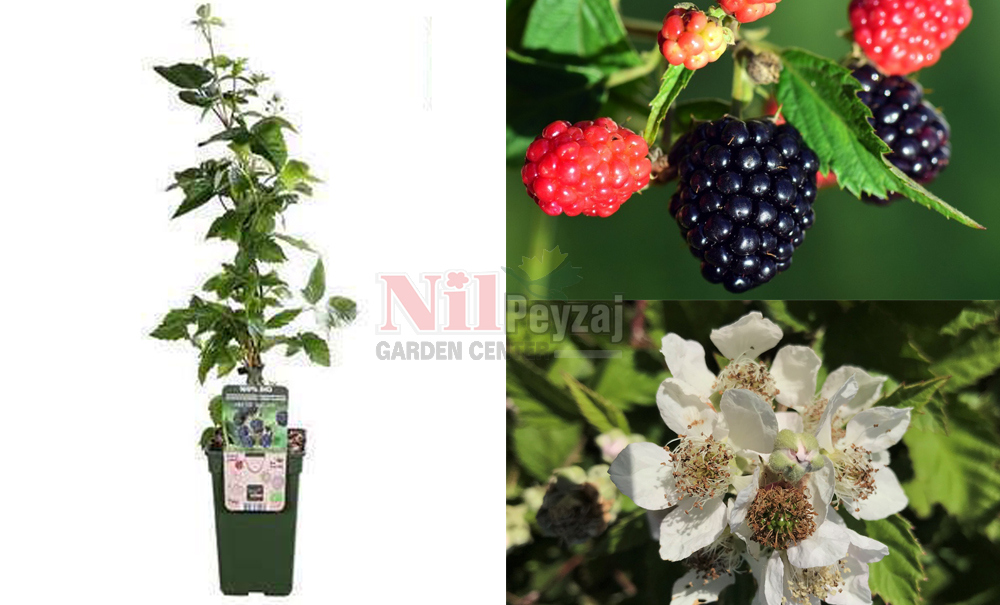 Rubus fruticosus/Böğürtlen