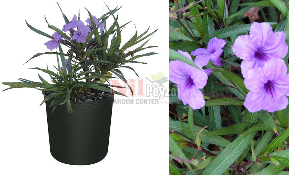 Ruellia brittoniana nana/Bodur Meksika Petunyası