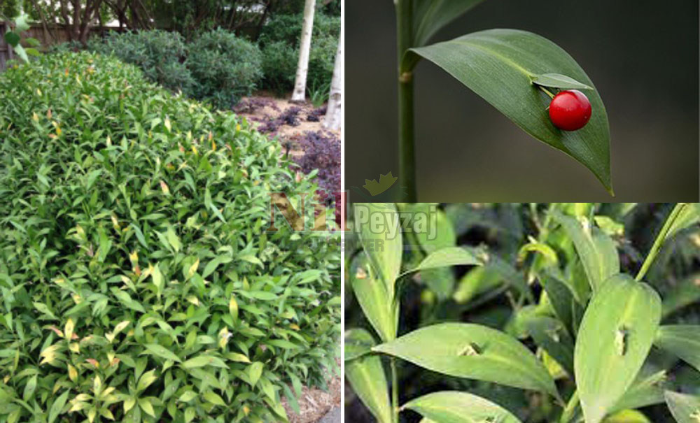 Ruscus hypoglossum/Tavşan Memesi