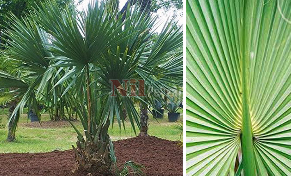 Sabal minör/Cüce Sabal