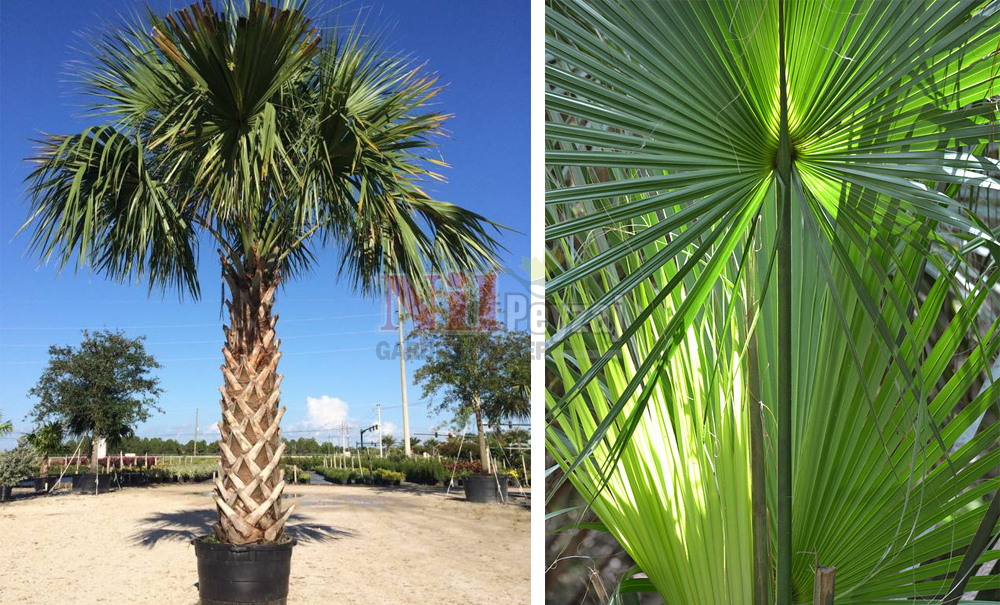 Sabal palmetto/Sabal Palmiye
